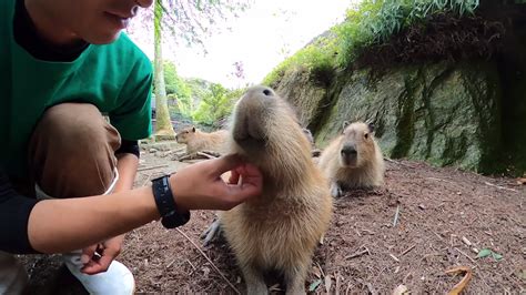 They can hold their breath for up to. . Capybara petting zoo pennsylvania